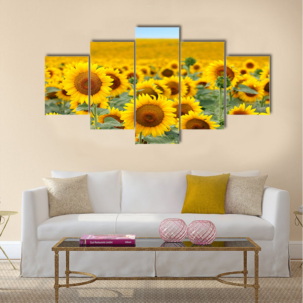 Beautiful sunflower field in summer Multi Panel Canvas Wall Art