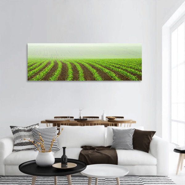 Rows of young corn plants on a moist field in misty morning panoramic canvas wall art