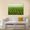 Rows of young corn plants on a moist field in a misty morning Multi panel canvas wall art