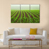 Rows of young corn plants on a moist field in a misty morning Multi panel canvas wall art