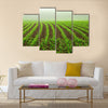 Rows of young corn plants on a moist field in a misty morning Multi panel canvas wall art