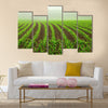 Rows of young corn plants on a moist field in a misty morning Multi panel canvas wall art