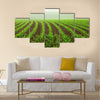 Rows of young corn plants on a moist field in a misty morning Multi panel canvas wall art