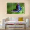 Red Spotted Purple butterfly resting on a leaf in Maryland Multi Panel Canvas Wall Art