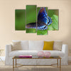 Red Spotted Purple butterfly resting on a leaf in Maryland Multi Panel Canvas Wall Art