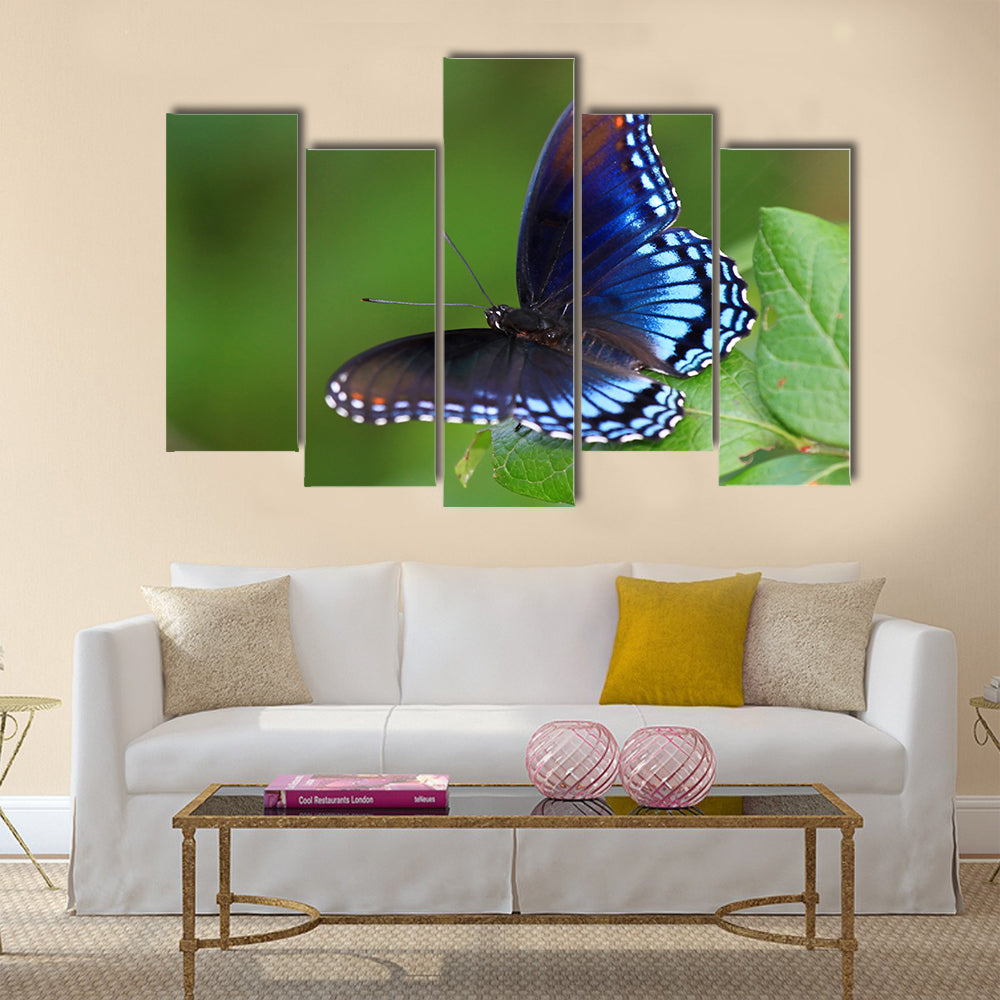 Red Spotted Purple butterfly resting on a leaf in Maryland Multi Panel Canvas Wall Art