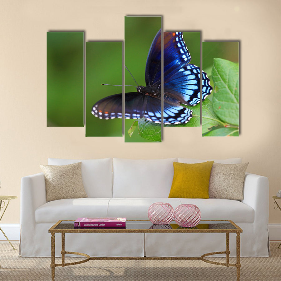 Red Spotted Purple butterfly resting on a leaf in Maryland Multi Panel Canvas Wall Art