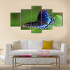 Red Spotted Purple butterfly resting on a leaf in Maryland Multi Panel Canvas Wall Art