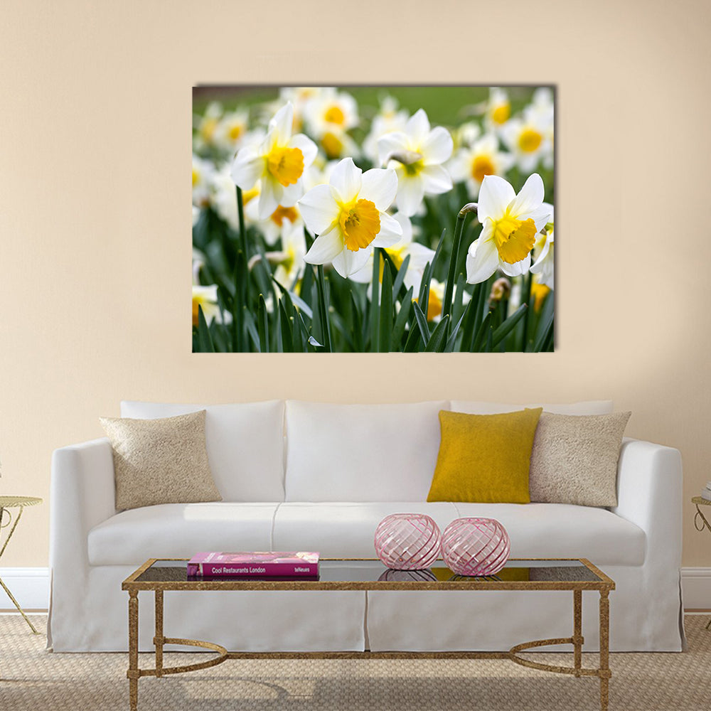 Narcissus flowers Multi Panel Canvas Wall Art