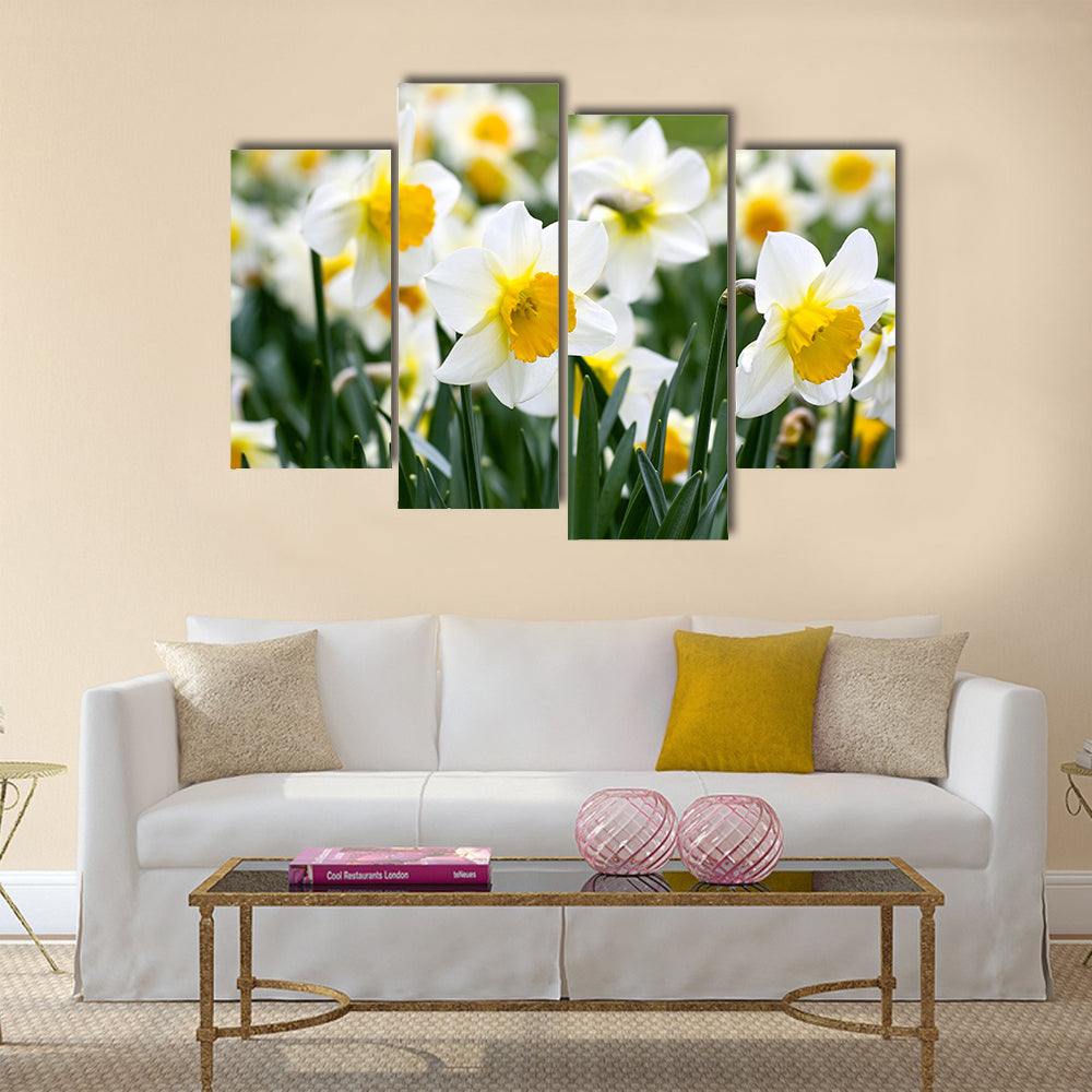 Narcissus flowers Multi Panel Canvas Wall Art