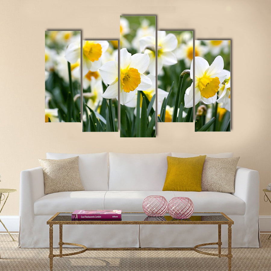 Narcissus flowers Multi Panel Canvas Wall Art