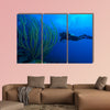 Diver and soft corals, Cayo Largo, Cuba Multi panel canvas wall art