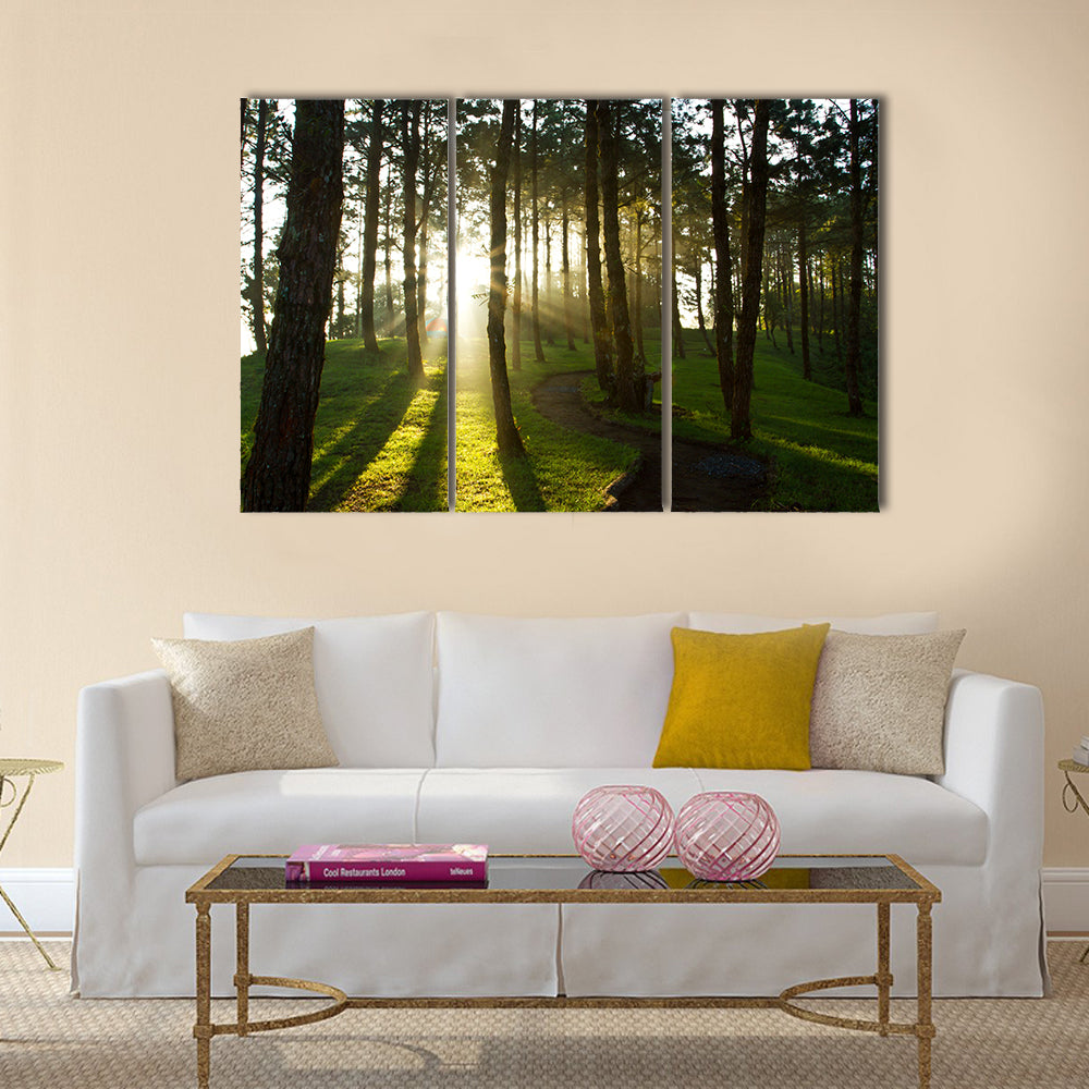 Morning light at pine forest in National Park of thailand multi panel canvas wall art
