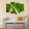 Monarch Butterfly, Milkweed Mania, baby born in the nature Multi Panel Canvas Wall Art