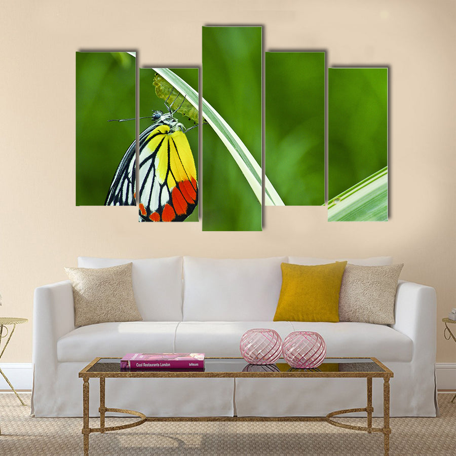 Monarch Butterfly, Milkweed Mania, baby born in the nature Multi Panel Canvas Wall Art