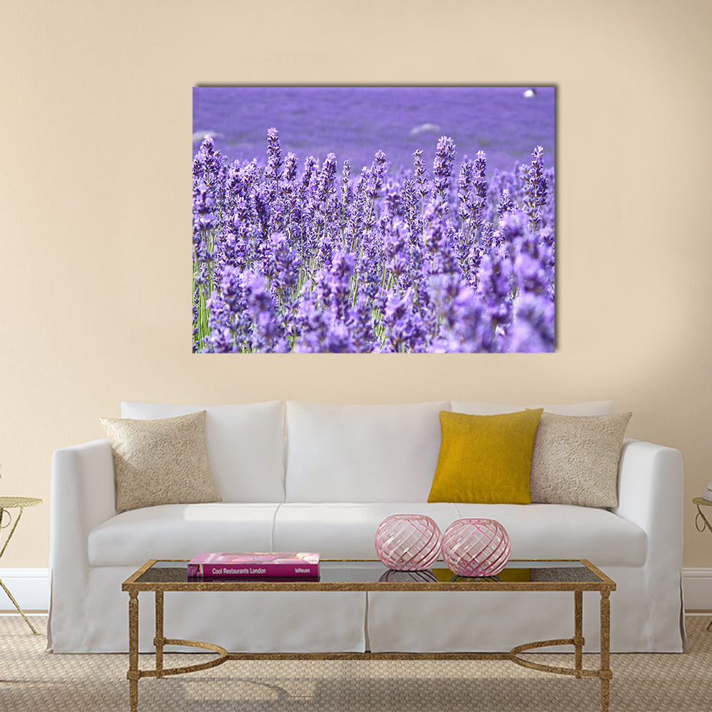 Blooming lavenders field Multi Panel Canvas Wall Art