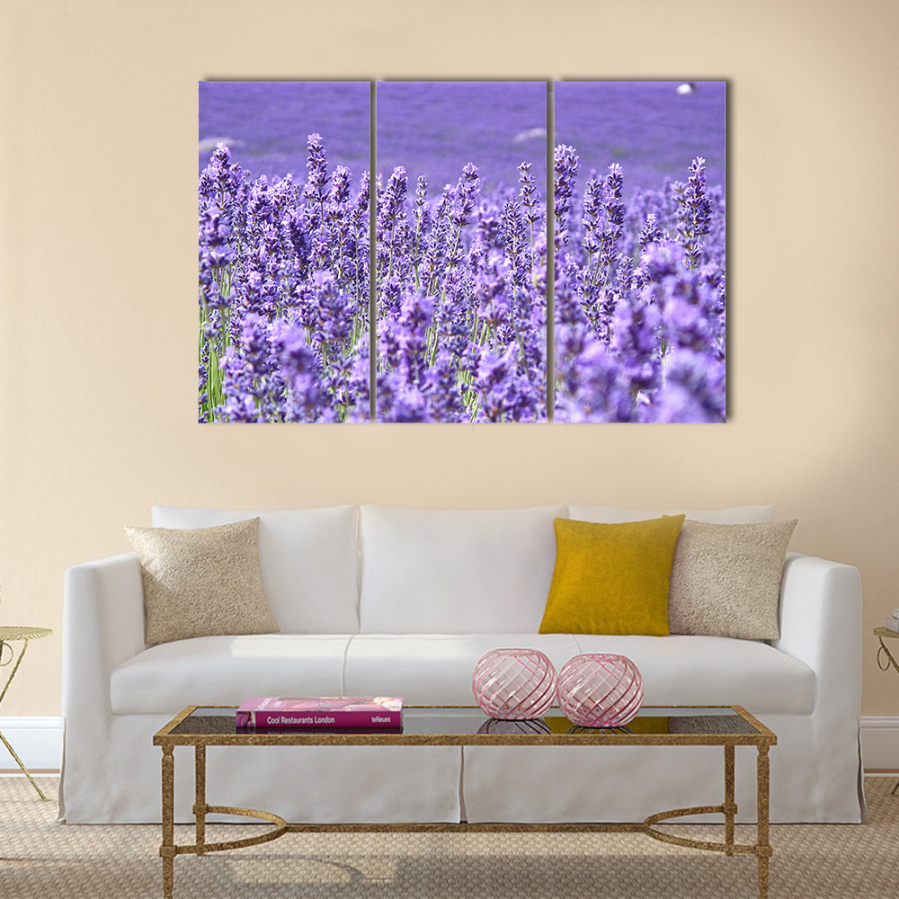 Blooming lavenders field Multi Panel Canvas Wall Art