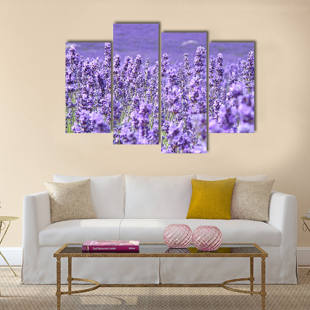 Blooming lavenders field Multi Panel Canvas Wall Art