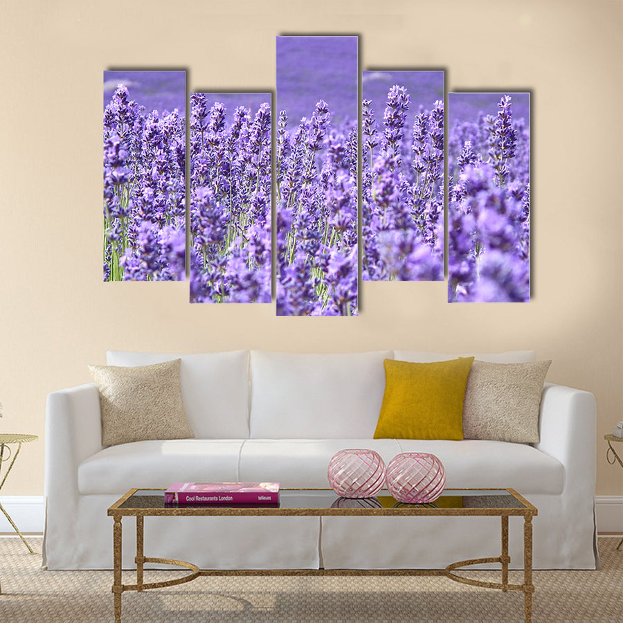 Blooming lavenders field Multi Panel Canvas Wall Art