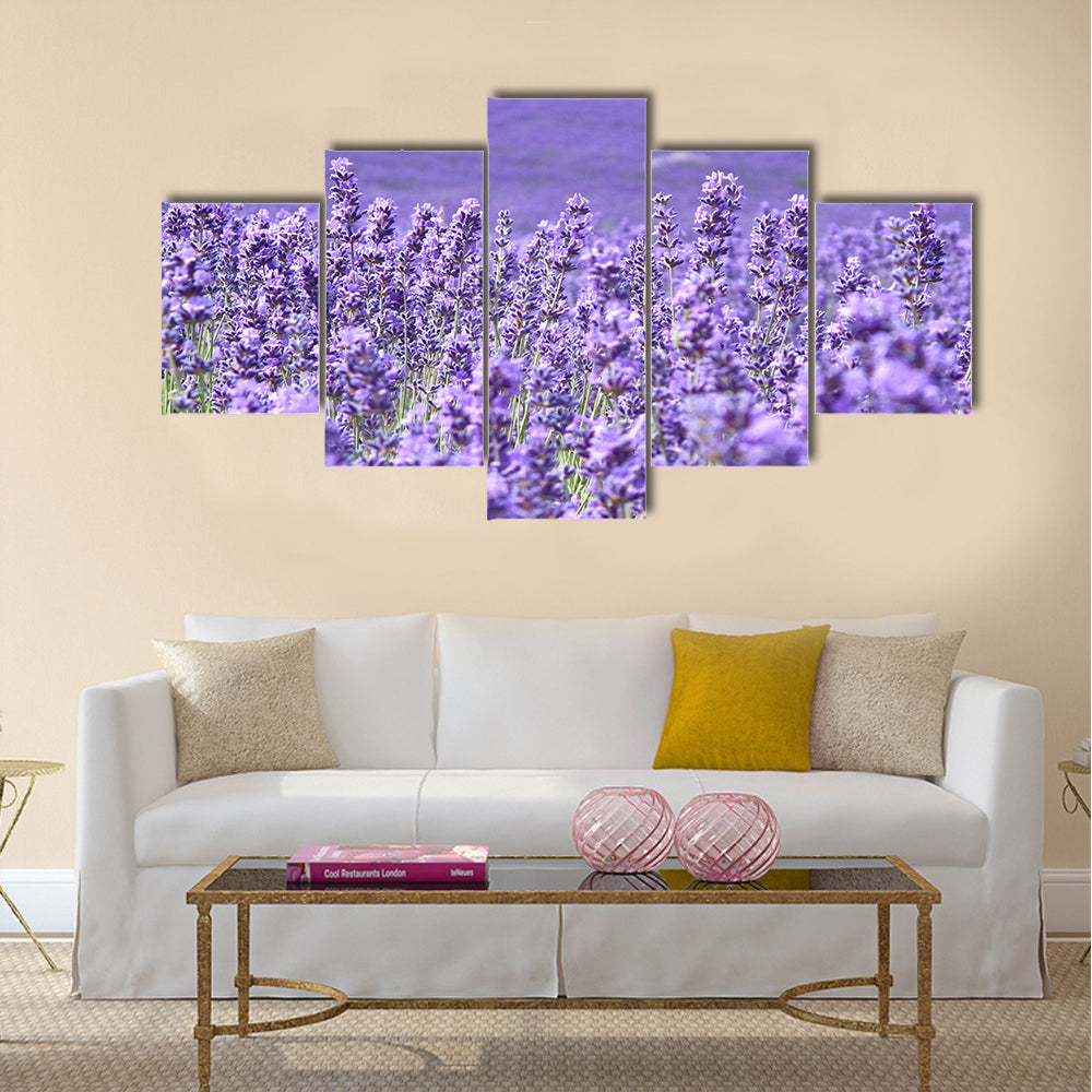 Blooming lavenders field Multi Panel Canvas Wall Art