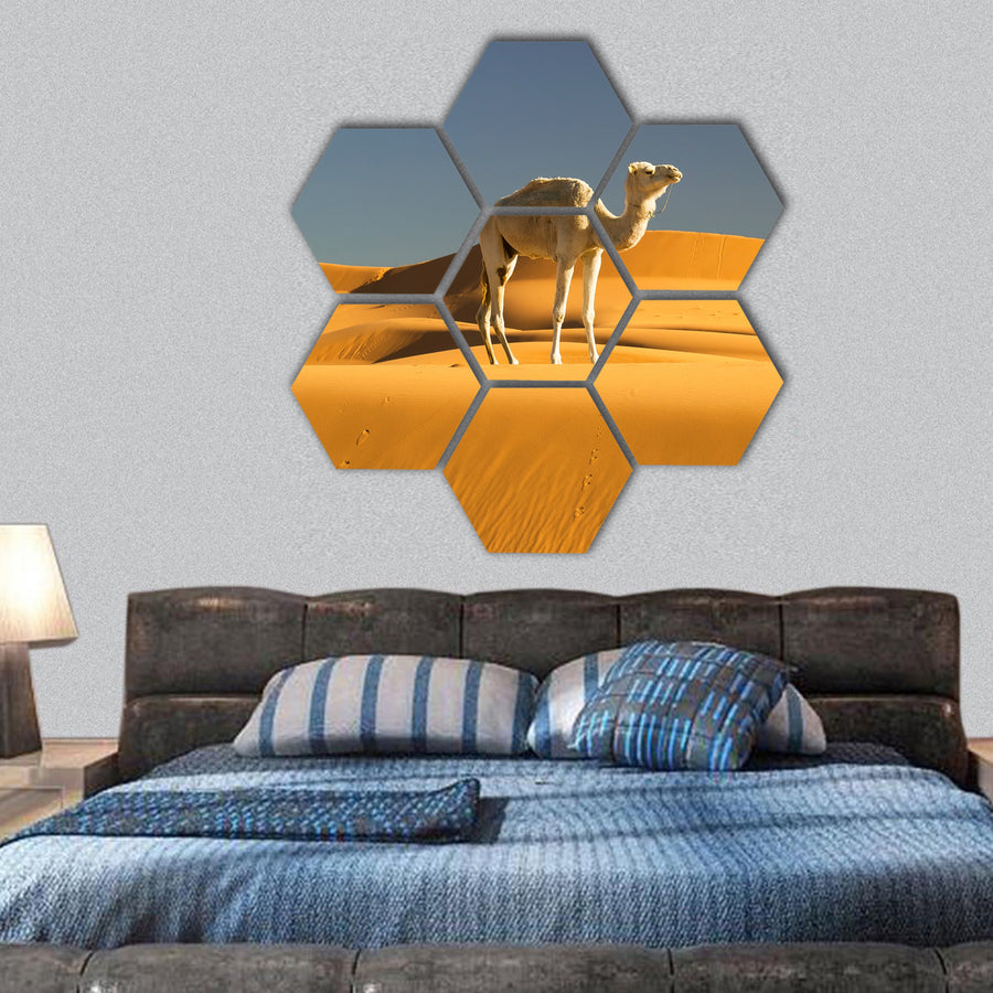 Camel in the Sahara desert, Morocco hexagonal canvas wall art