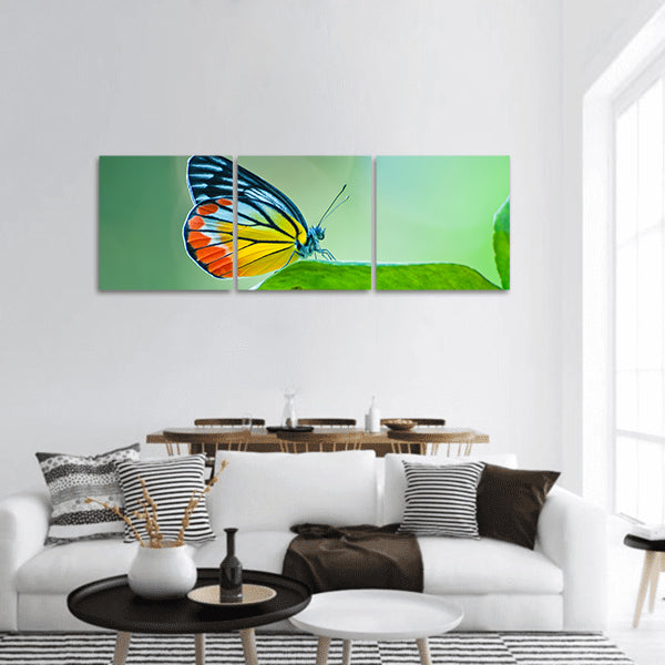 Beautiful butterfly panoramic canvas wall art