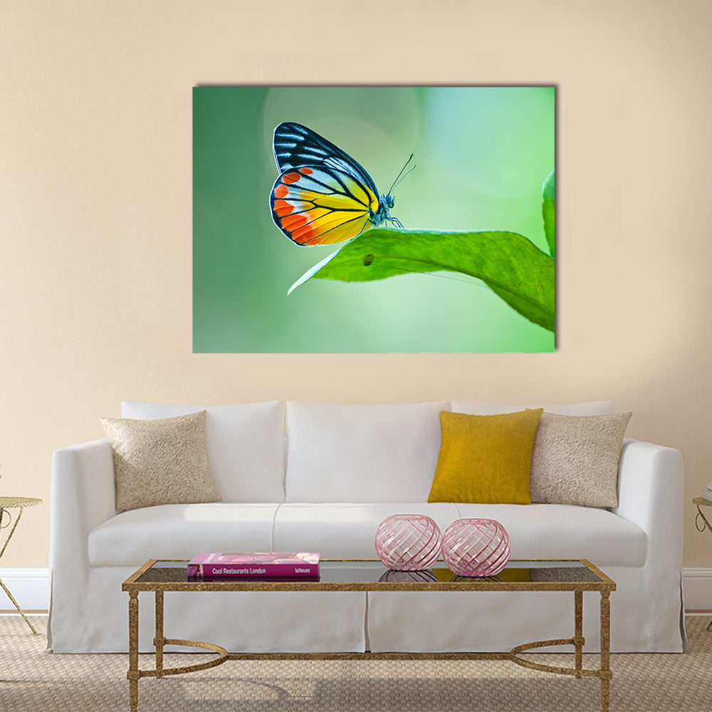 Butterfly Multi Panel Canvas Wall Art