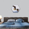 Eagle British Columbia Canada hexagonal canvas wall art