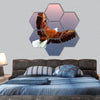 Sea Eagle hexagonal canvas wall art