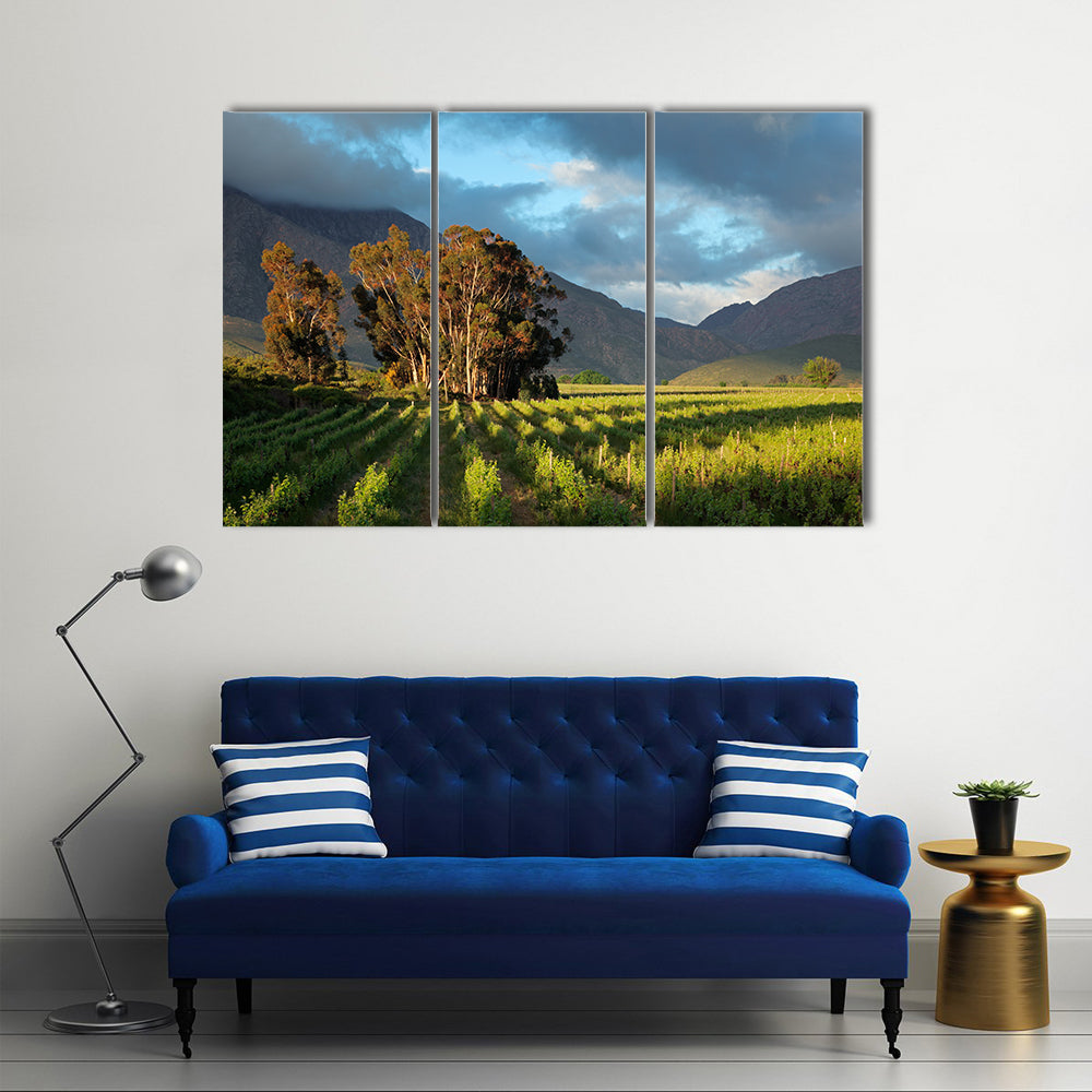 Landscape of a lush vineyard with trees against a backdrop of mountains, South Africa Multi panel canvas wall art