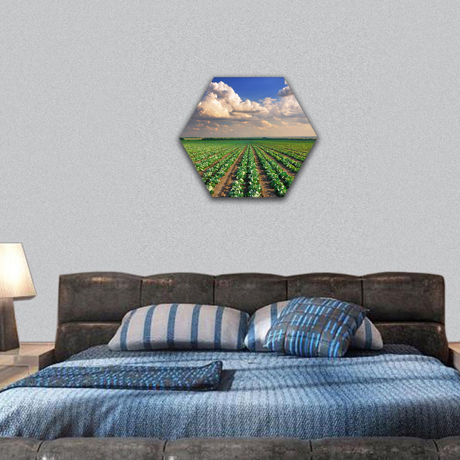 Sunrise over the cabbage field hexagonal canvas wall art