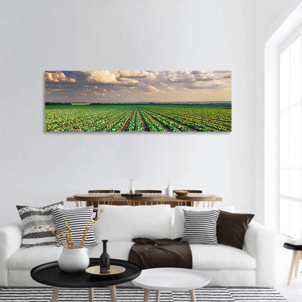 Sunrise over the cabbage field panoramic canvas wall art