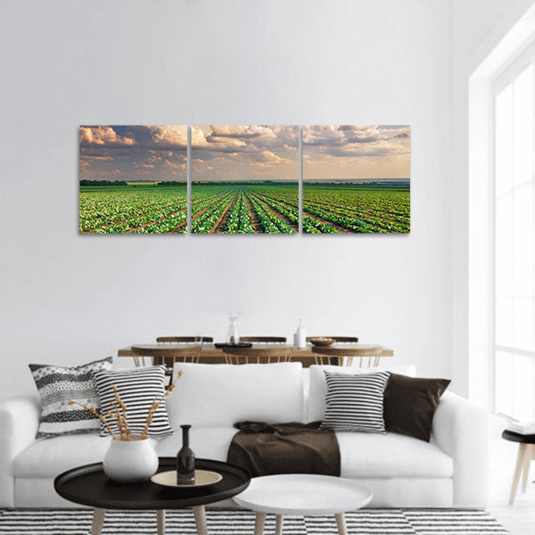 Sunrise over the cabbage field panoramic canvas wall art