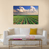 Sunrise over the cabbage field Multi panel canvas wall art