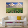 Sunrise over the cabbage field Multi panel canvas wall art