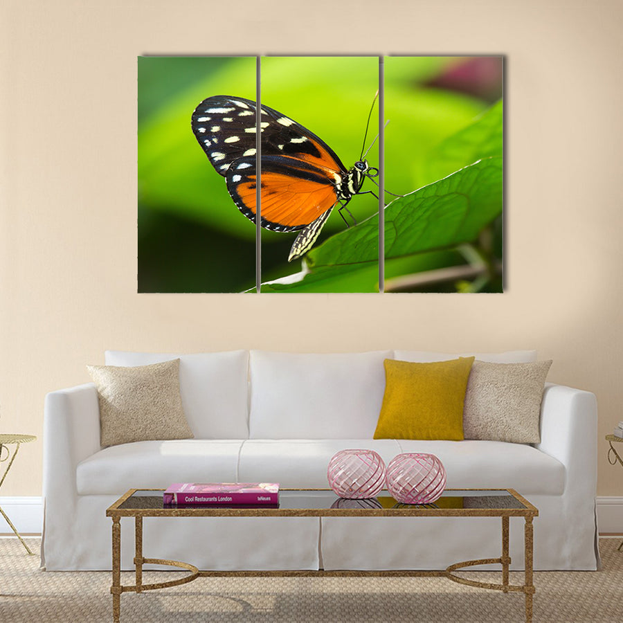 Tiger Longwing butterfly Heliconius hecale sitting on a green leaf Multi Panel Canvas Wall Art