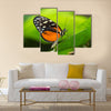 Tiger Longwing butterfly Heliconius hecale sitting on a green leaf Multi Panel Canvas Wall Art