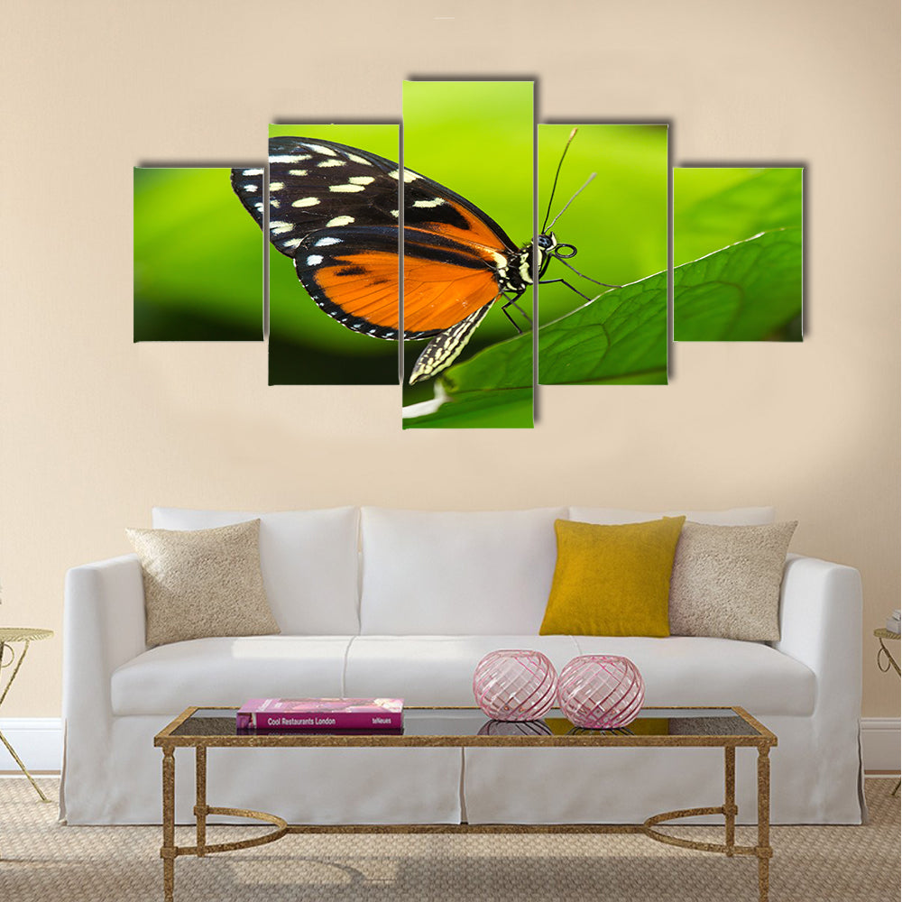 Tiger Longwing butterfly Heliconius hecale sitting on a green leaf Multi Panel Canvas Wall Art