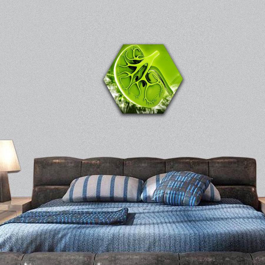 Digital illustration of kidney in colour background hexagonal canvas wall art