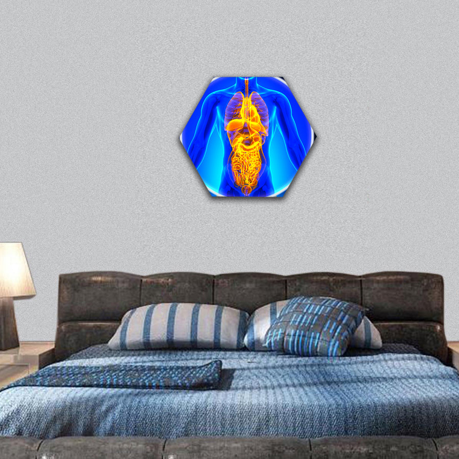 Medical X-Ray Scan All Organs hexagonal canvas wall art