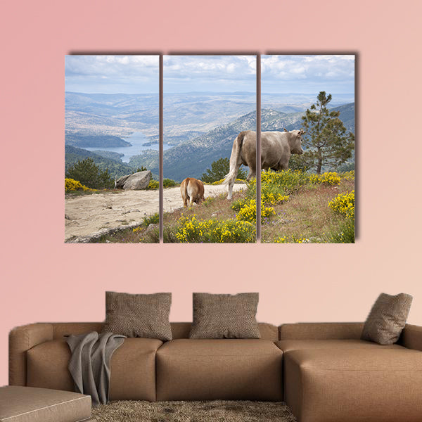 Two cows grazing in Casillas Mountain Pass, Iruelas Valley Natural wall art