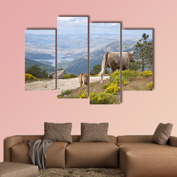 Two cows grazing in Casillas Mountain Pass, Iruelas Valley Natural Park, Avila, Spain, with the El Bruguillo Multi Panel Canvas Wall Art