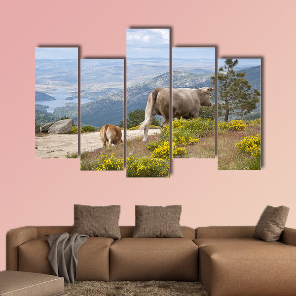 Two cows grazing in Casillas Mountain Pass, Iruelas Valley Natural Park, Avila, Spain, with the El Bruguillo Multi Panel Canvas Wall Art