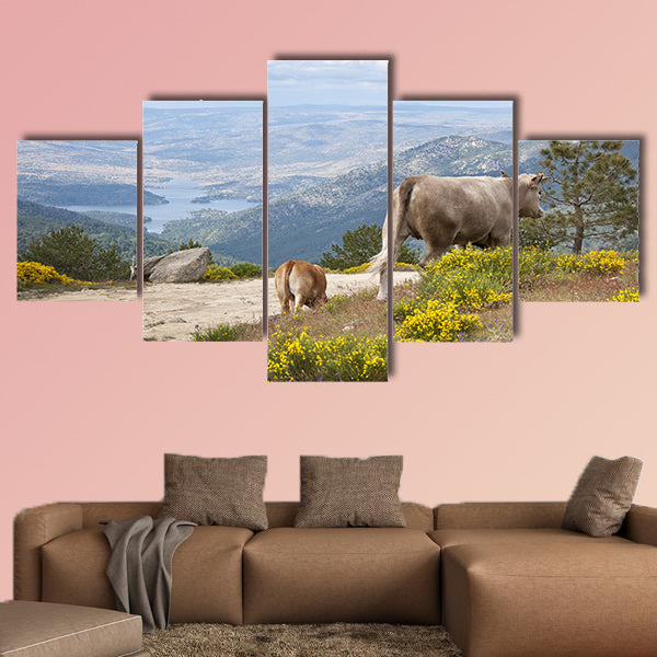 Two cows grazing in Casillas Mountain Pass, Iruelas Valley Natural Park, Avila, Spain, with the El Bruguillo Multi Panel Canvas Wall Art
