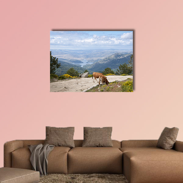 Two cows grazing in Casillas Mountain Pass, Iruelas Valley Natural Park, Avila, Spain, with the El Bruguillo, Multi Panel Canvas Wall Art