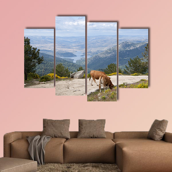 Two cows grazing in Casillas Mountain Pass, Iruelas Valley Natural Park, Avila, Spain, with the El Bruguillo, Multi Panel Canvas Wall Art