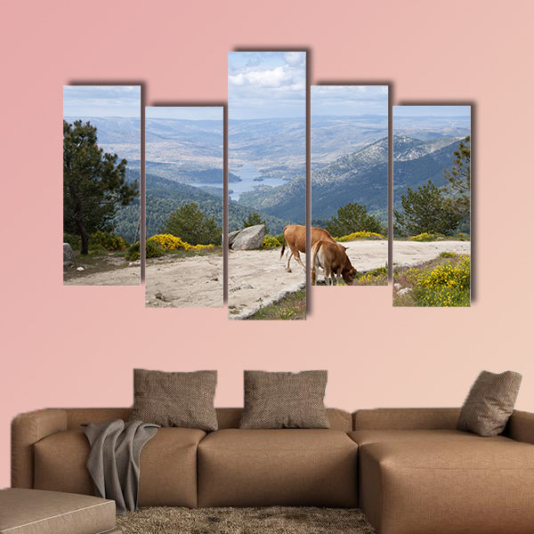 Two cows grazing in Casillas Mountain Pass, Iruelas Valley Natural Park, Avila, Spain, with the El Bruguillo, Multi Panel Canvas Wall Art