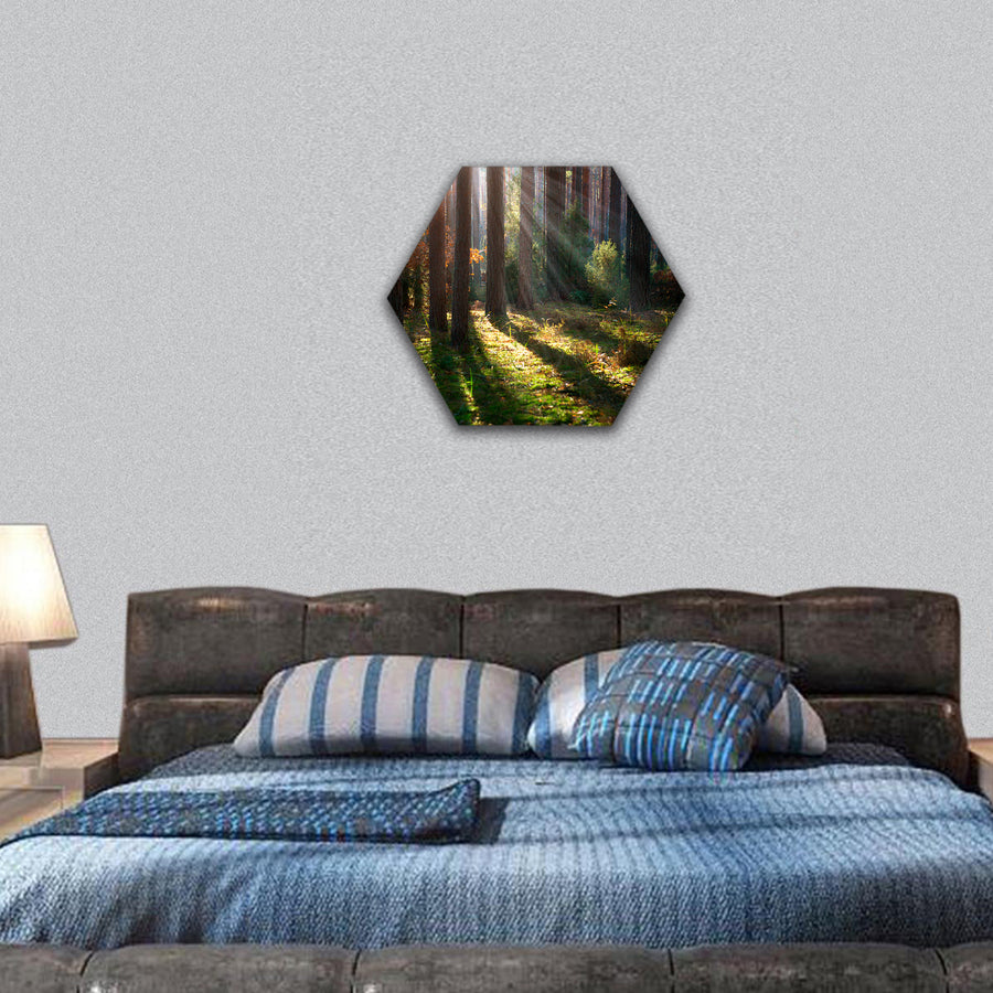 Misty Old Forest Autumn Woods hexagonal canvas wall art