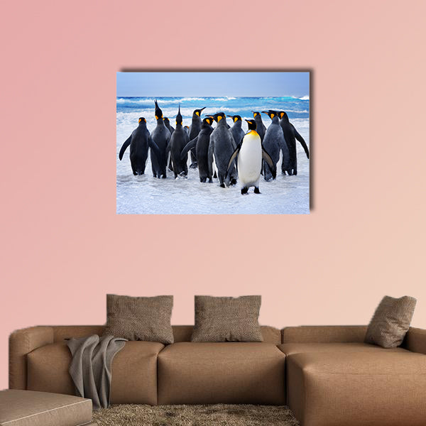 King Penguins heading to the water in the Falkland Islands multi panel canvas wall art