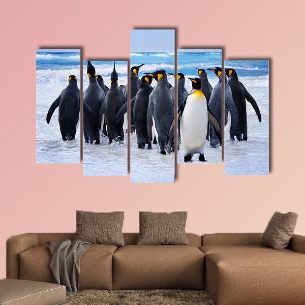 King Penguins heading to the water in the Falkland Islands multi panel canvas wall art